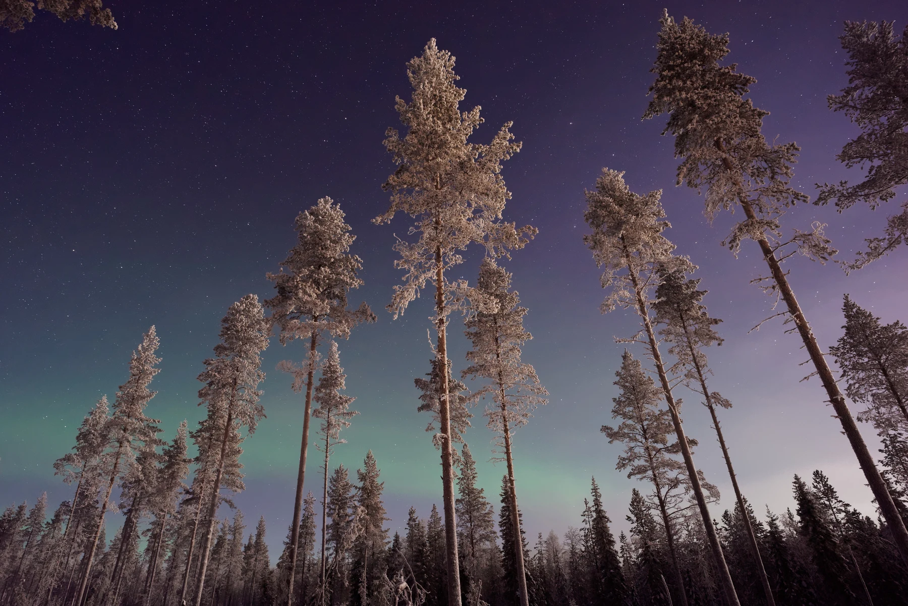 frosted pines wallpaper